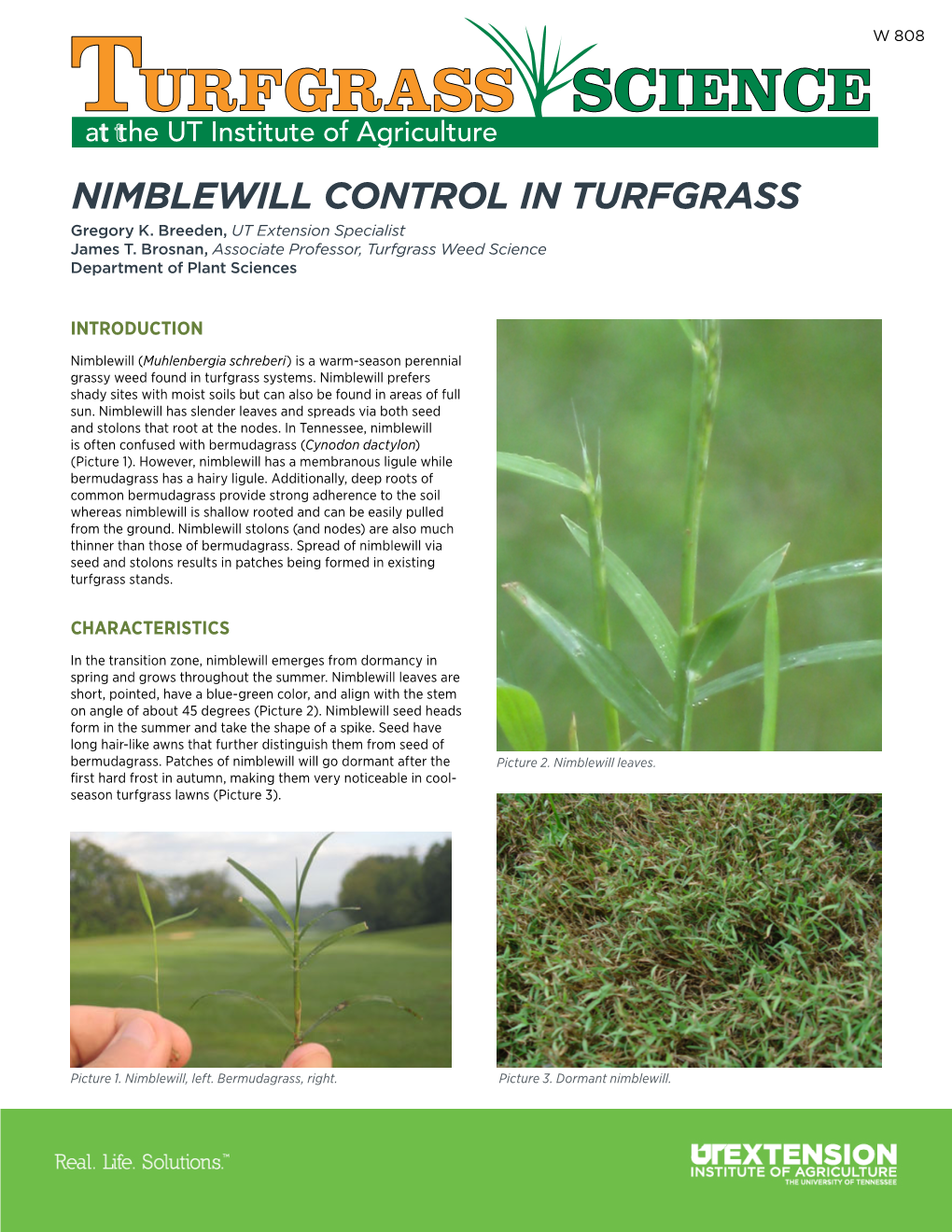 W 808 Nimblewill Control in Turfgrass