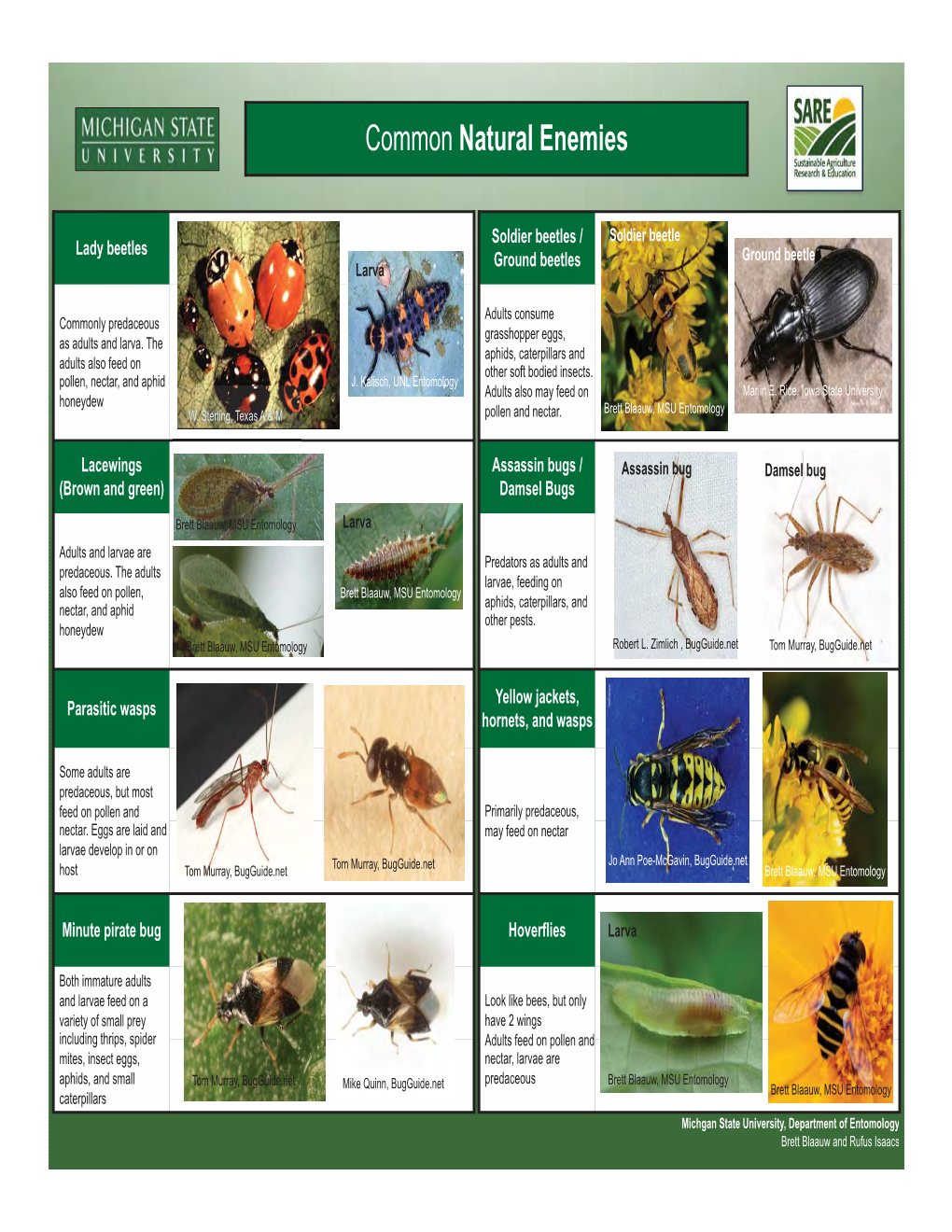 Beneficial Insects Guide