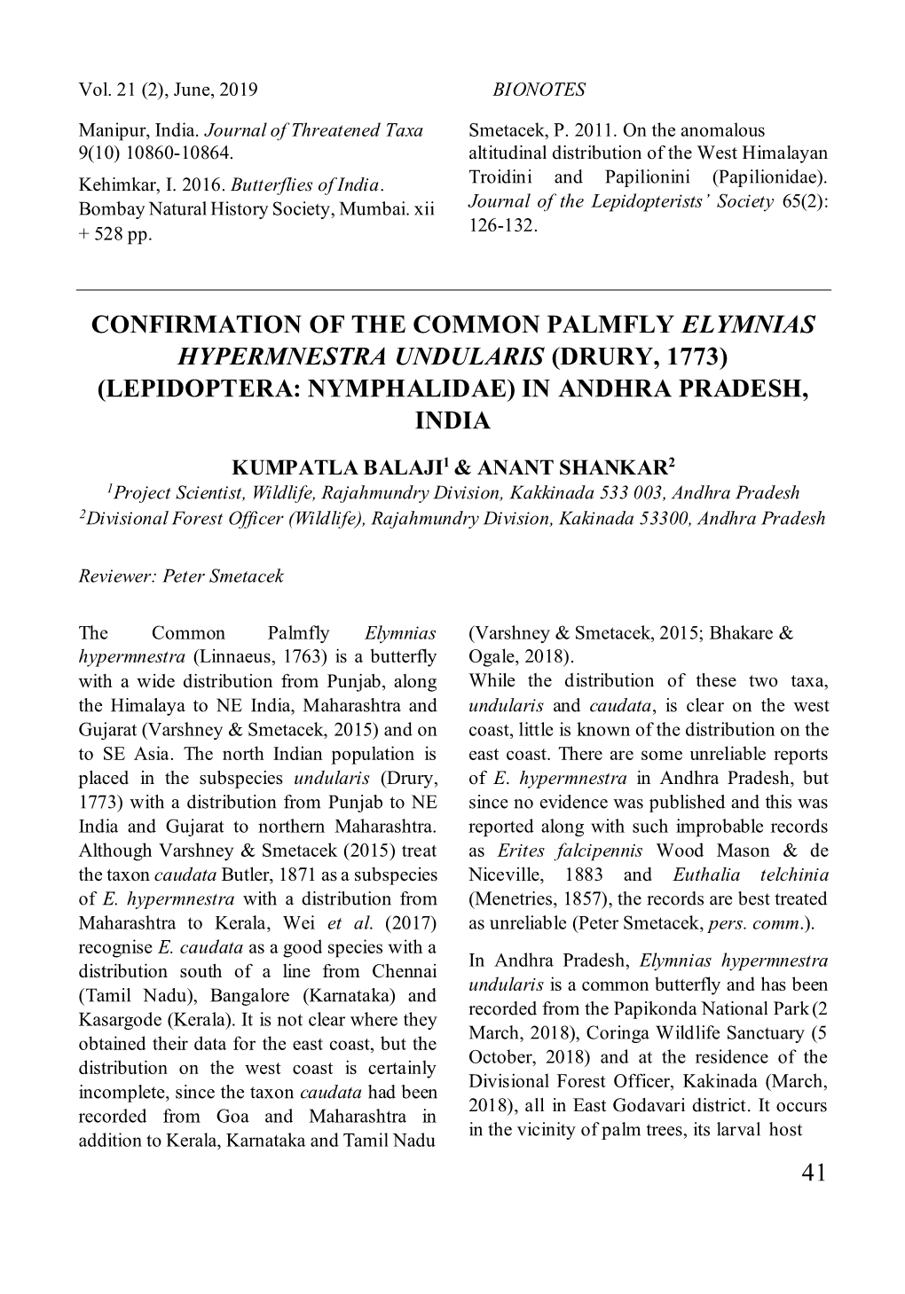 41 Confirmation of the Common Palmfly Elymnias