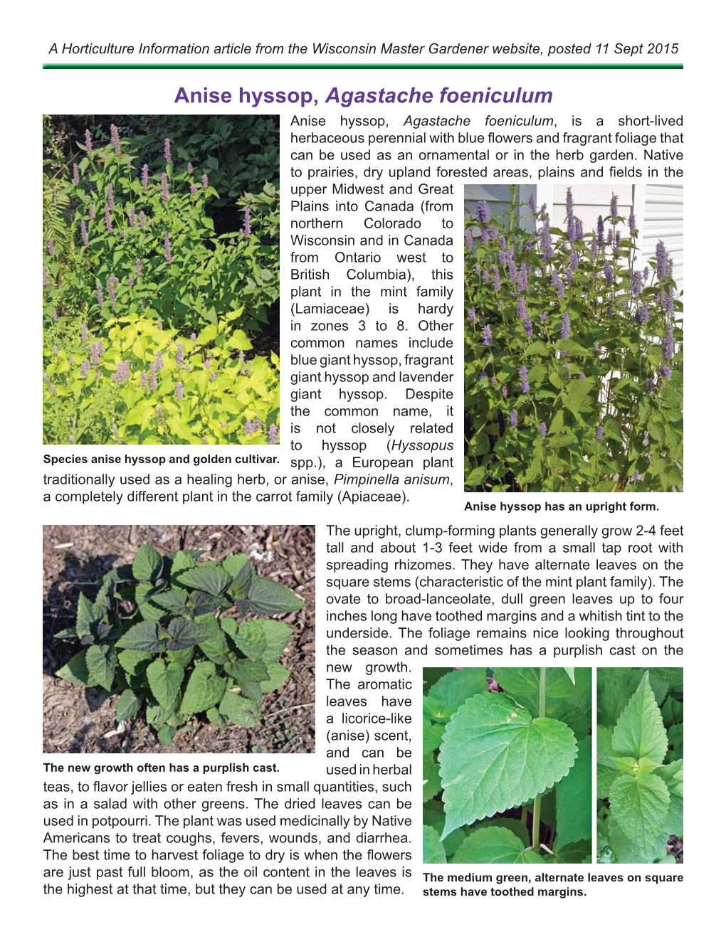 Anise Hyssop, Agastache Foeniculum