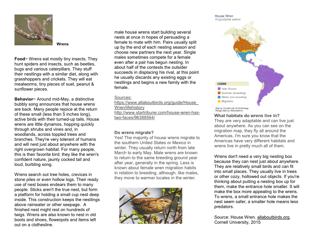 Food~ Wrens Eat Mostly Tiny Insects, They Hunt Spiders and Insects, Such