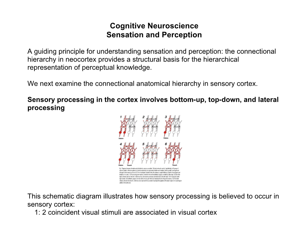Cognitive Neuroscience Sensation and Perception