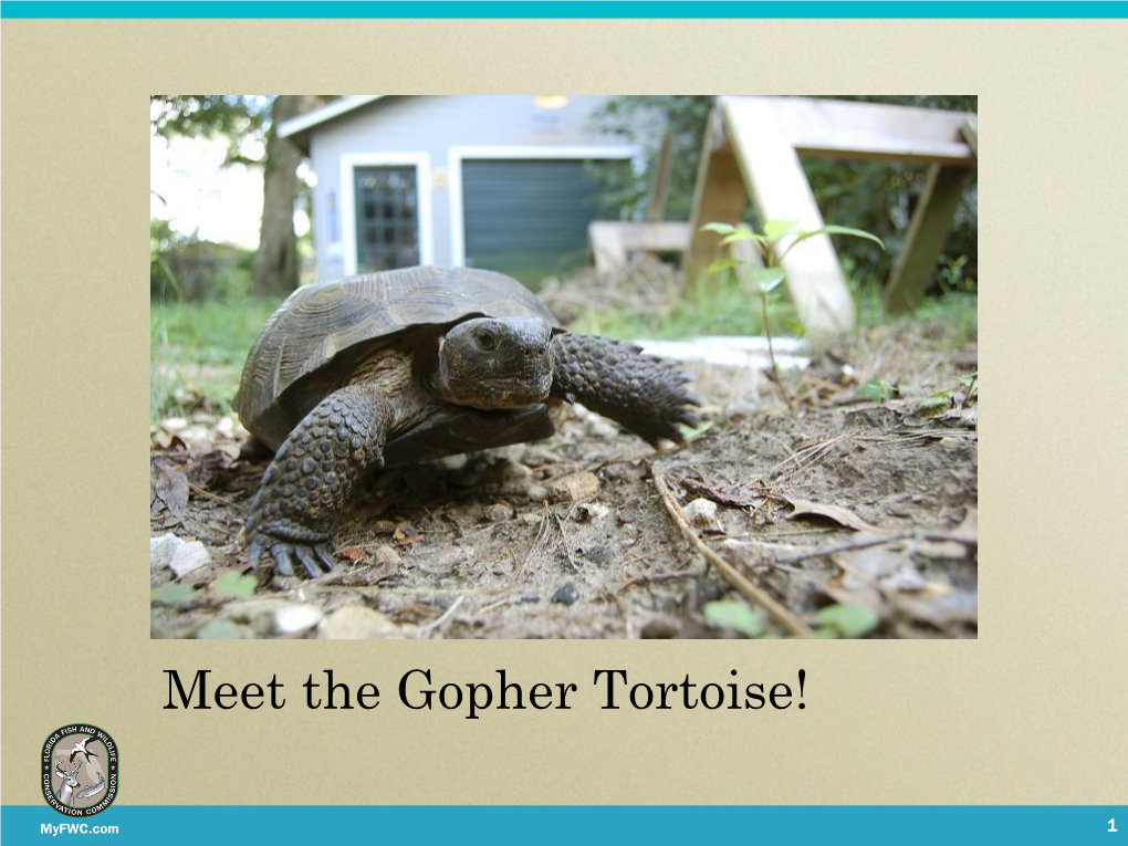 Juvenile Gopher Tortoises Adult Gopher Tortoises Where Do Gopher Tortoises Live? Where Else Do We Find Them? What Do They Eat?
