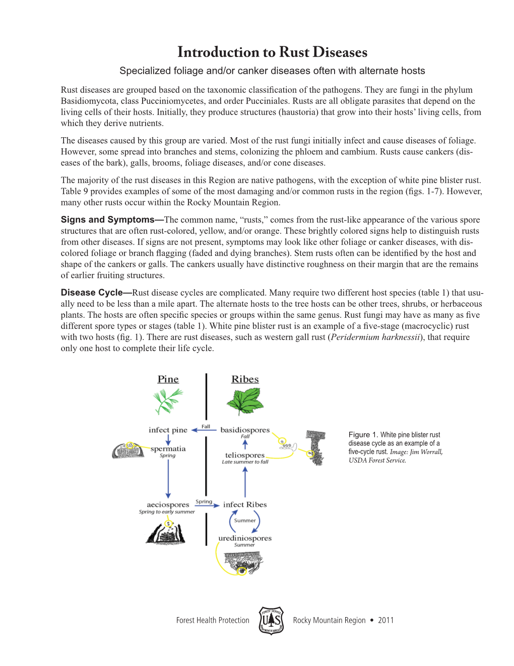 Introduction to Rust Diseases