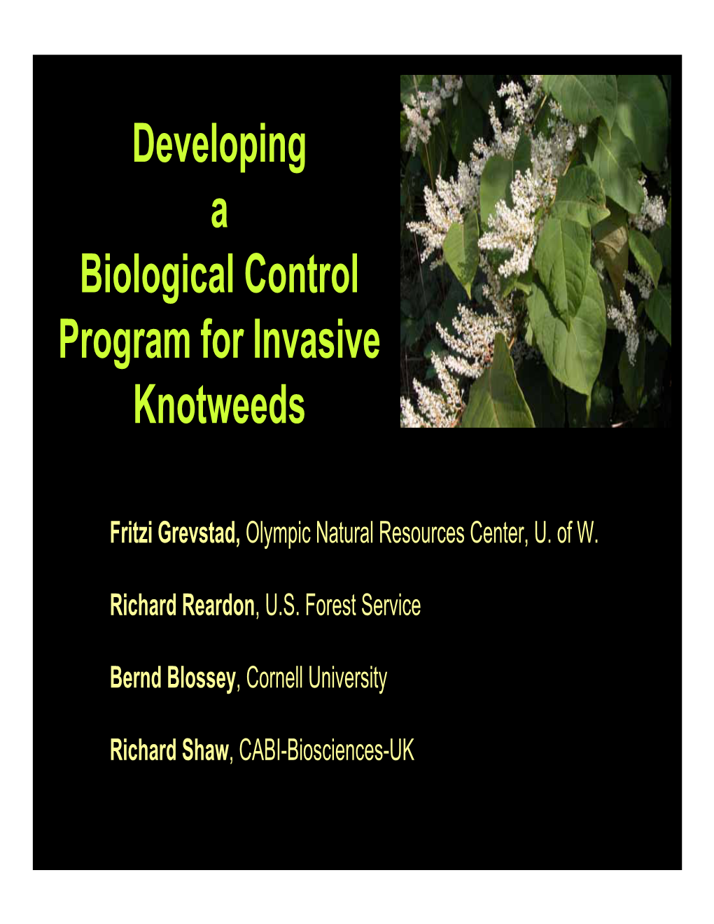 Developing a Biological Control Program for Invasive Knotweeds