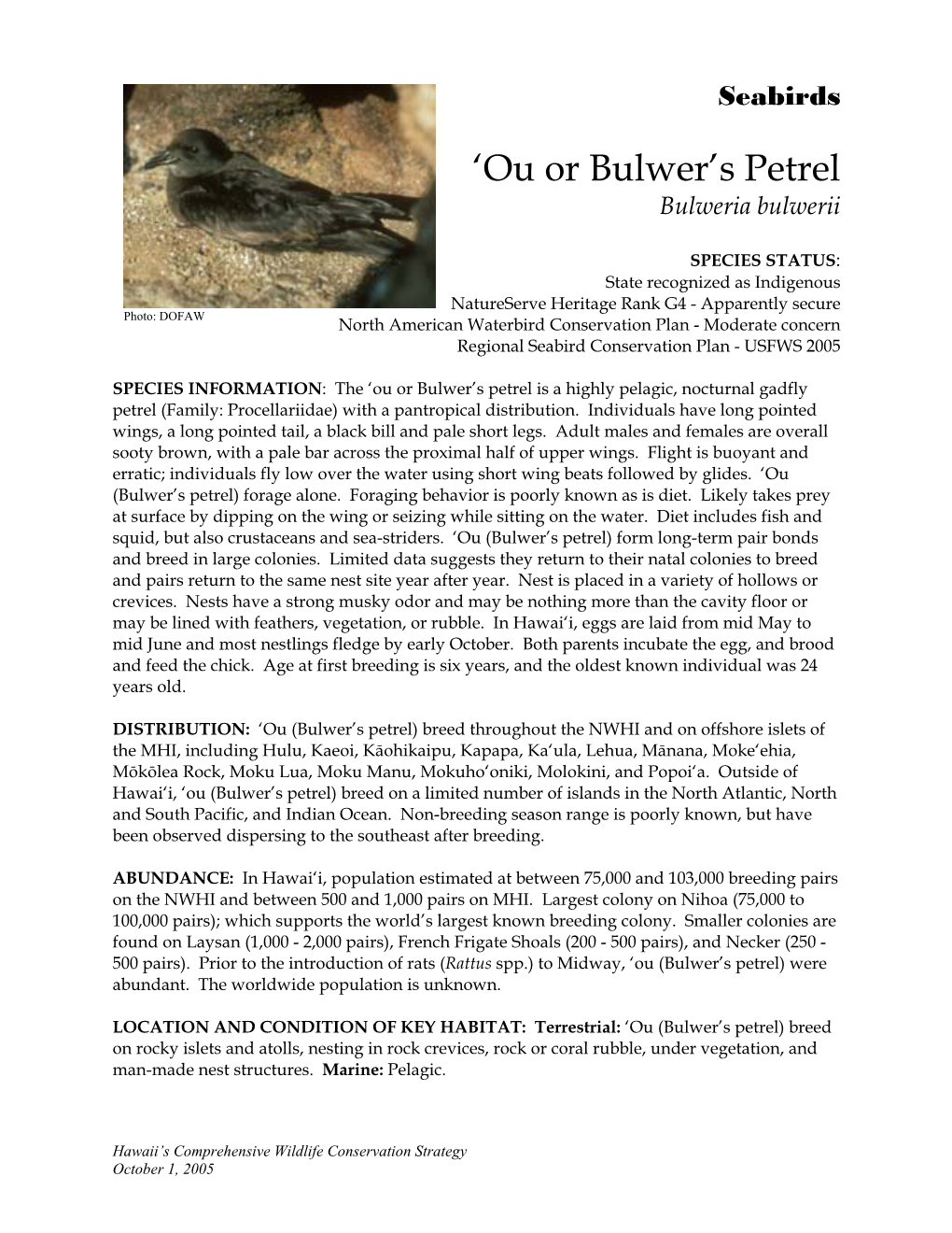 Bulwer's Petrel