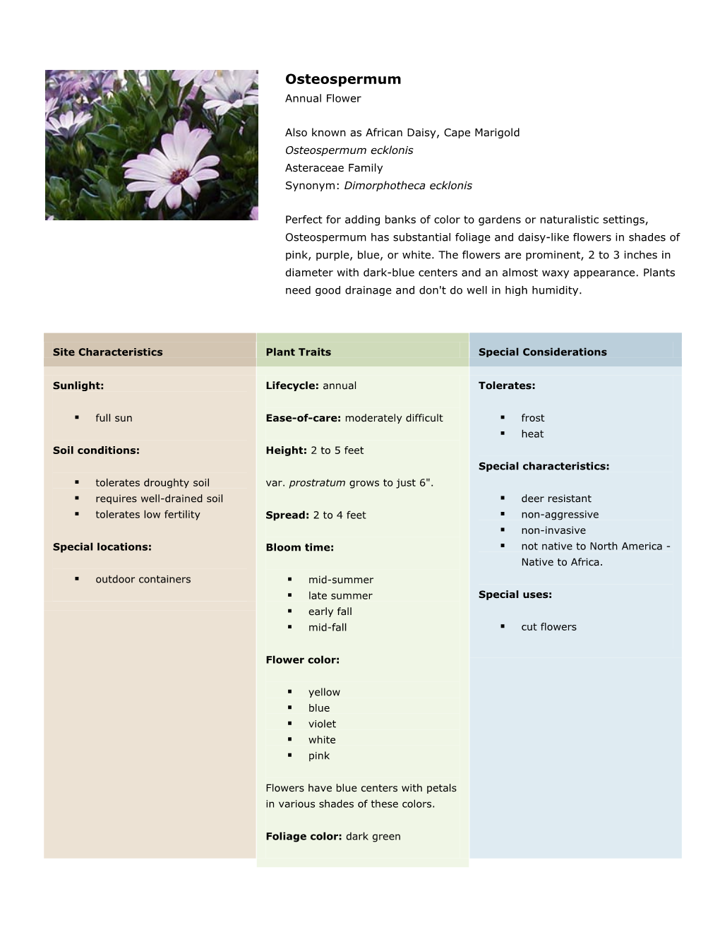 Osteospermum Annual Flower