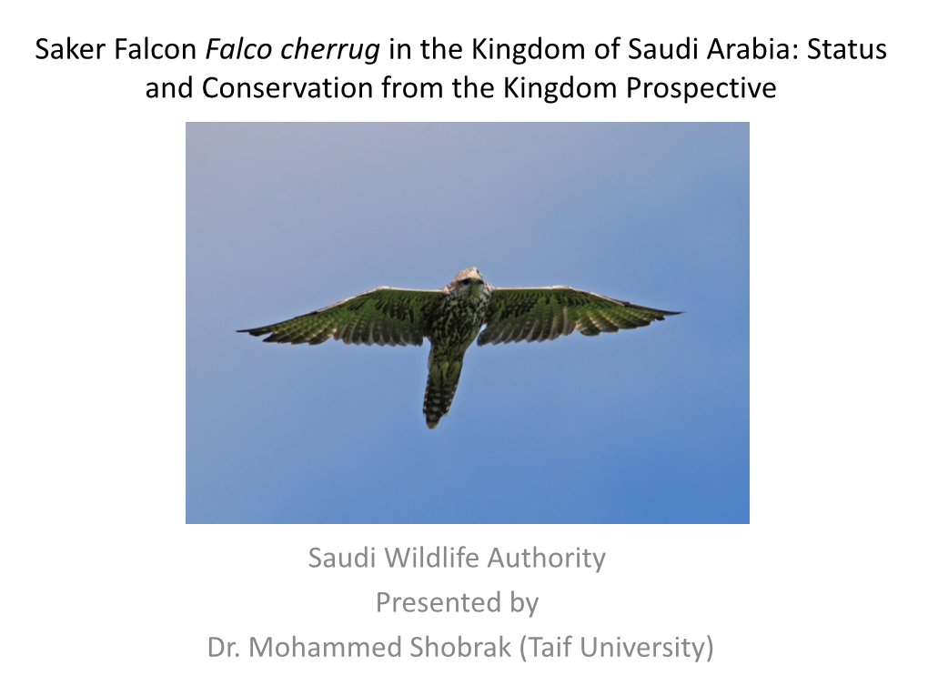 Saker Falcon Falco Cherrug in the Kingdom of Saudi Arabia: Status and Conservation from the Kingdom Prospective
