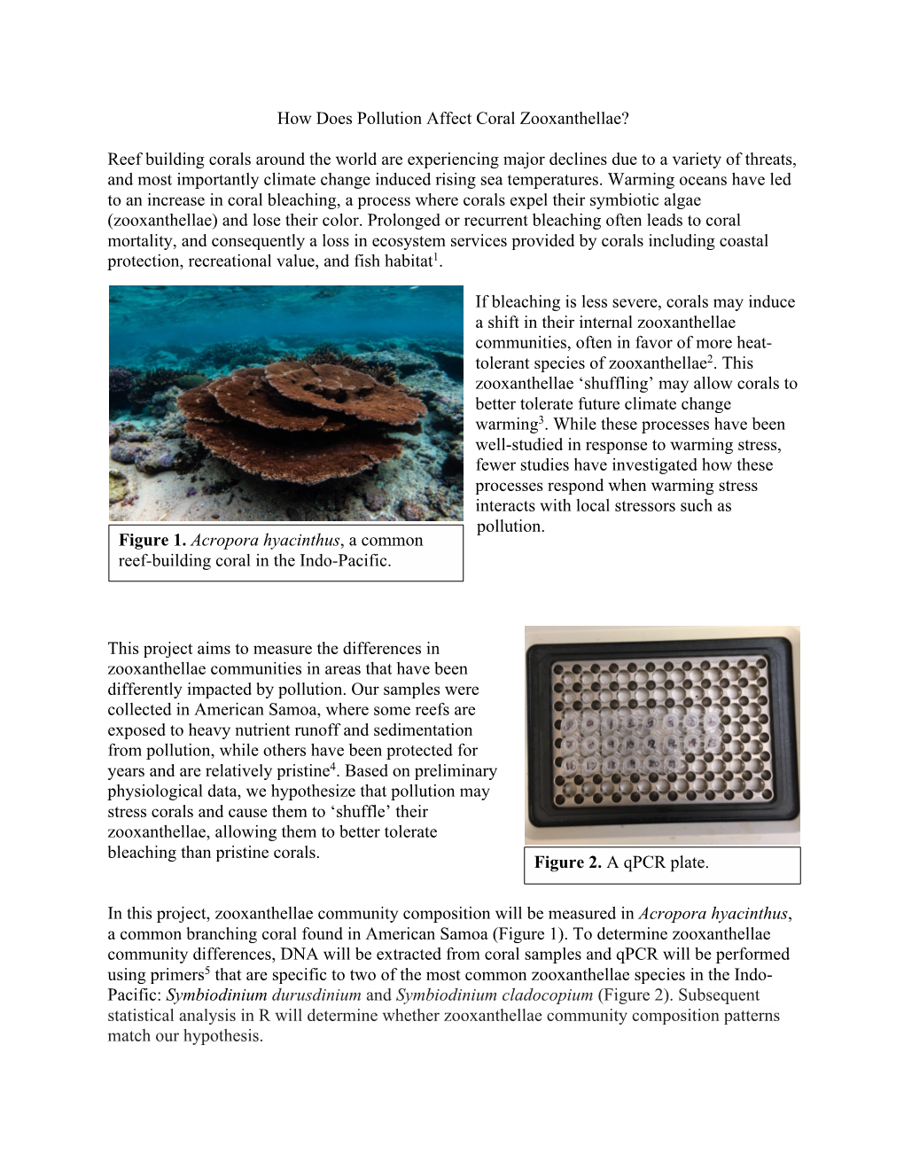 How Does Pollution Affect Coral Zooxanthellae? Reef Building