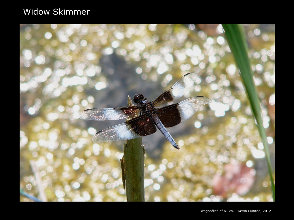 Widow Skimmer