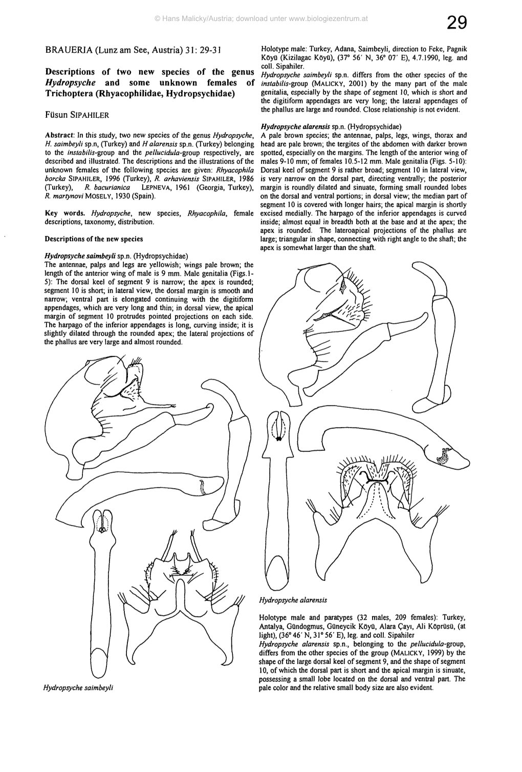 29-31 Descriptions of Two New Species of the Genus