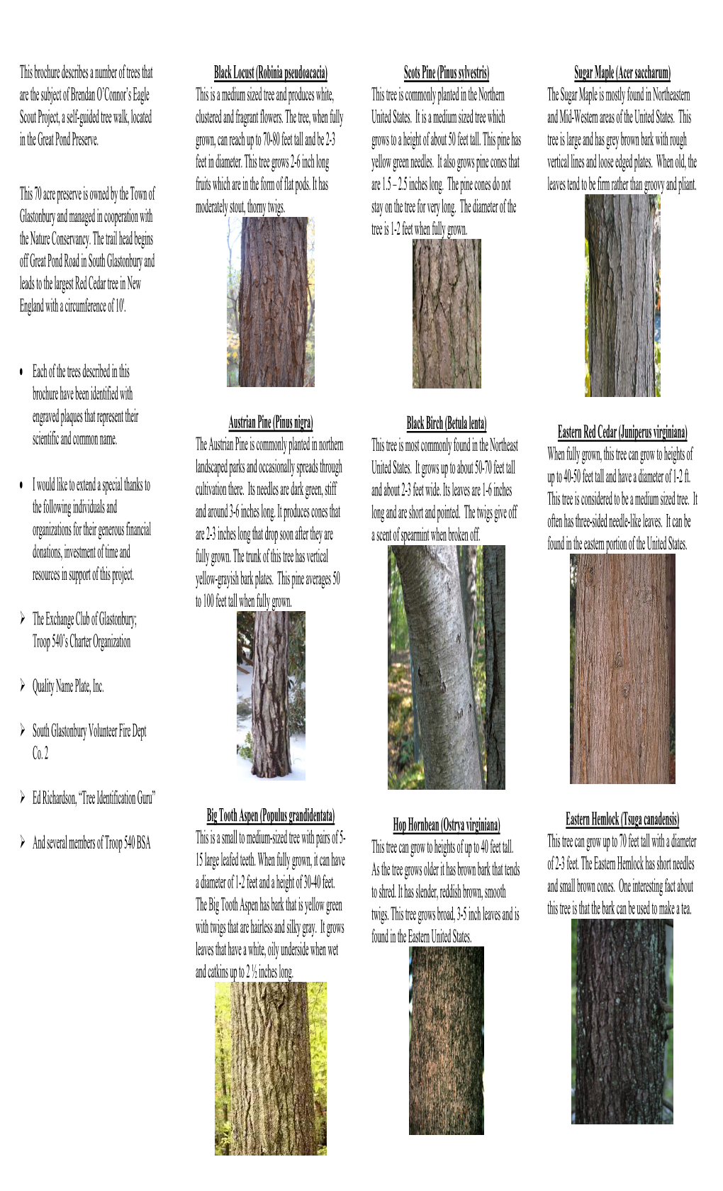 Black Birch (Betula Lenta) Eastern Red Cedar (Juniperus Virginiana) Scientific and Common Name