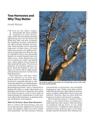 Tree Hormones and Why They Matter