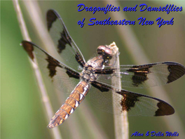 Dragonflies and Damselflies of Southeastern New York
