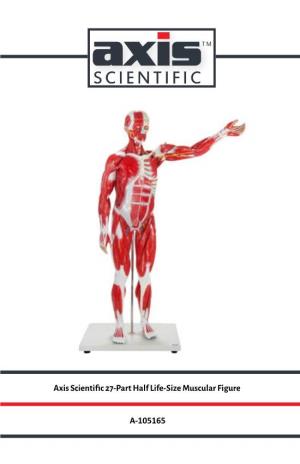 Axis Scientific 27-Part Half Life-Size Muscular Figure A-105165