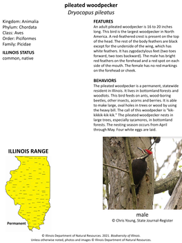 Pileated Woodpecker Dryocopus Pileatus ILLINOIS RANGE Male