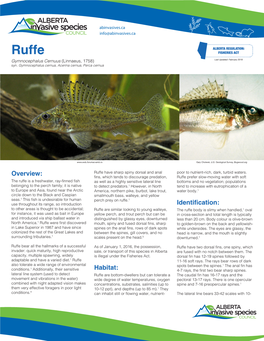 Ruffe FISHERIES ACT Gymnocephalus Cernuus (Linnaeus, 1758) Last Updated: February 2018 Syn