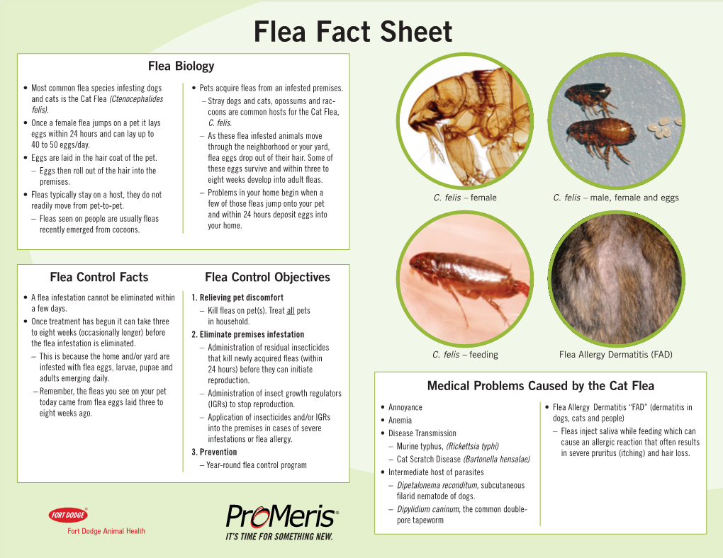 Flea Fact Sheet Flea Biology