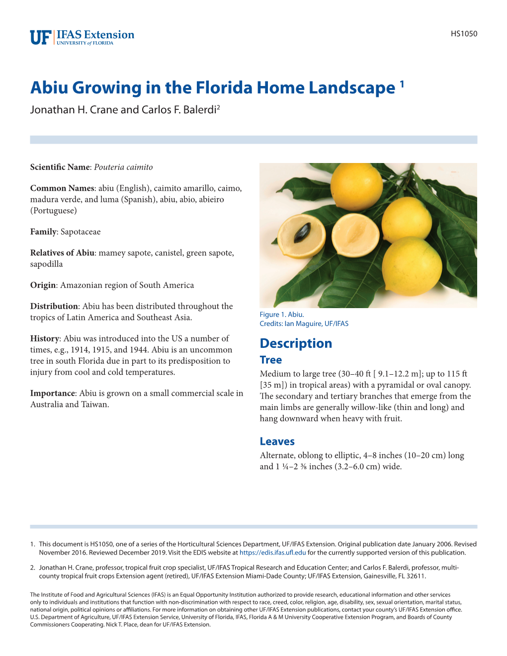 Abiu Growing in the Florida Home Landscape 1 Jonathan H
