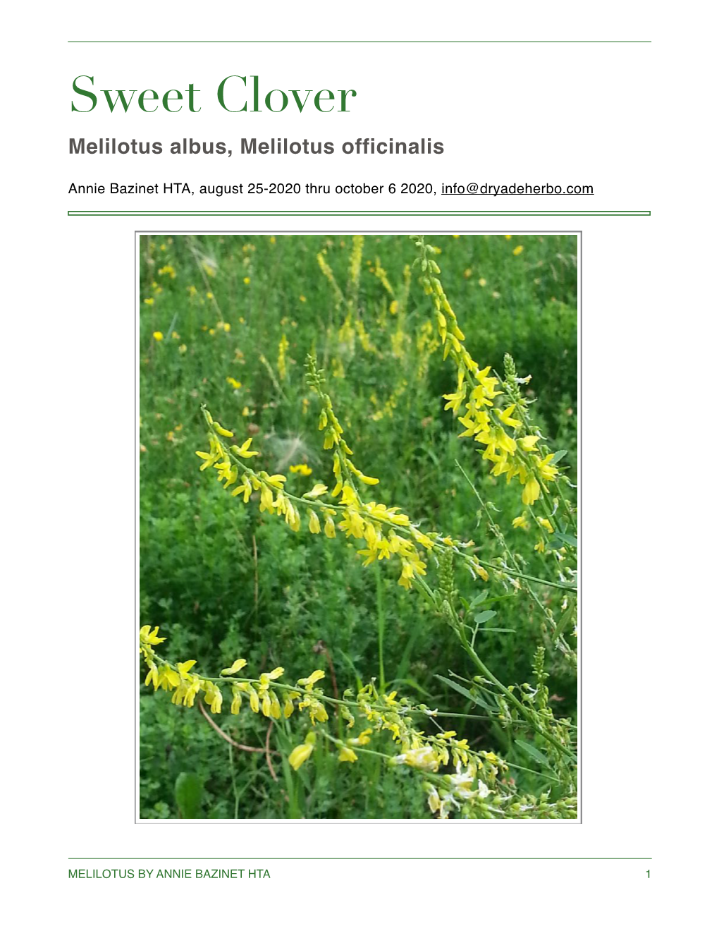 Sweet Clover Melilotus Albus, Melilotus Officinalis