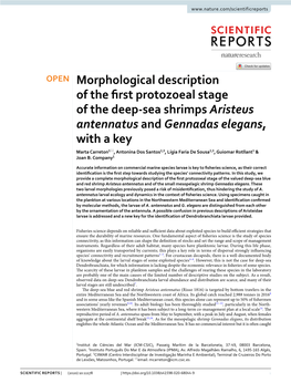 Morphological Description of the First Protozoeal Stage of the Deep-Sea