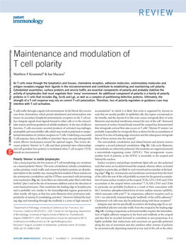 Maintenance and Modulation of T Cell Polarity