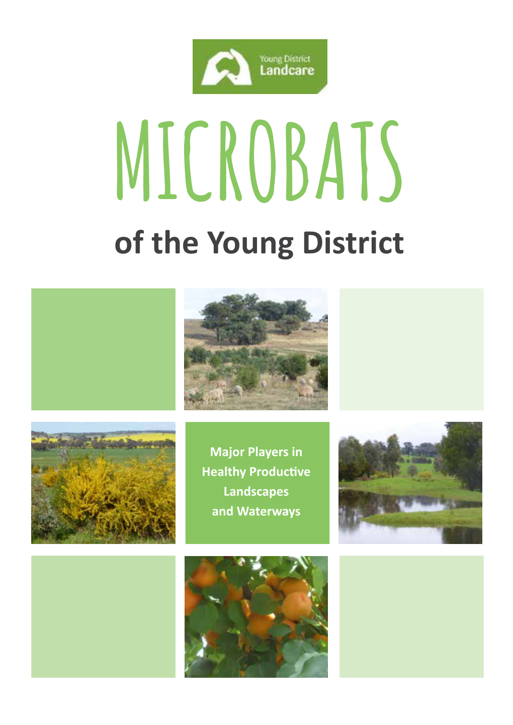 MICROBATS of the Young District