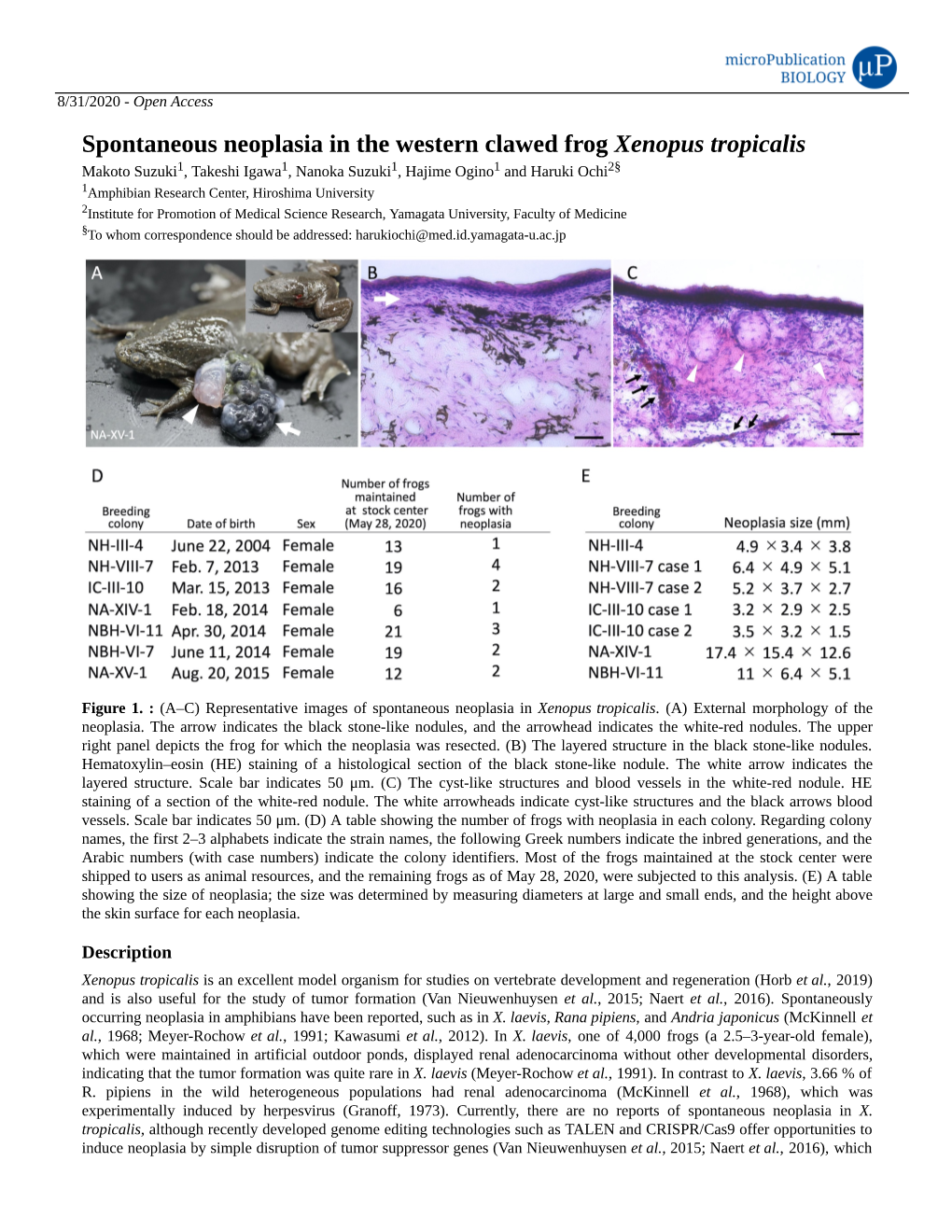 Spontaneous Neoplasia in the Western Clawed Frog Xenopus Tropicalis