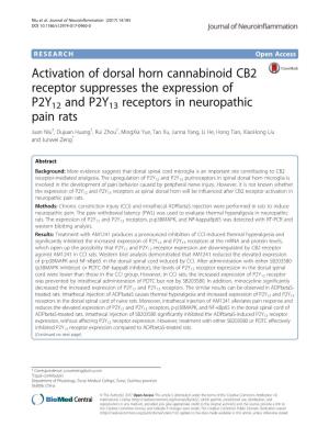 Activation of Dorsal Horn Cannabinoid CB2 Receptor Suppresses The