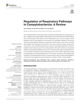 Regulation of Respiratory Pathways in Campylobacterota: a Review