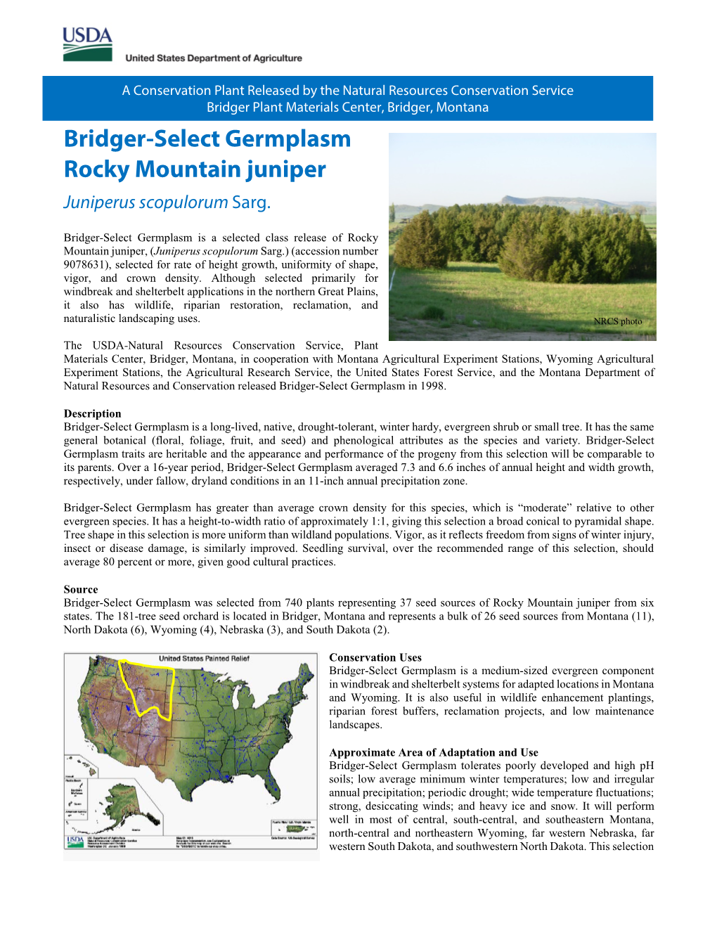 Bridger-Select Germplasm Rocky Mountain Juniper