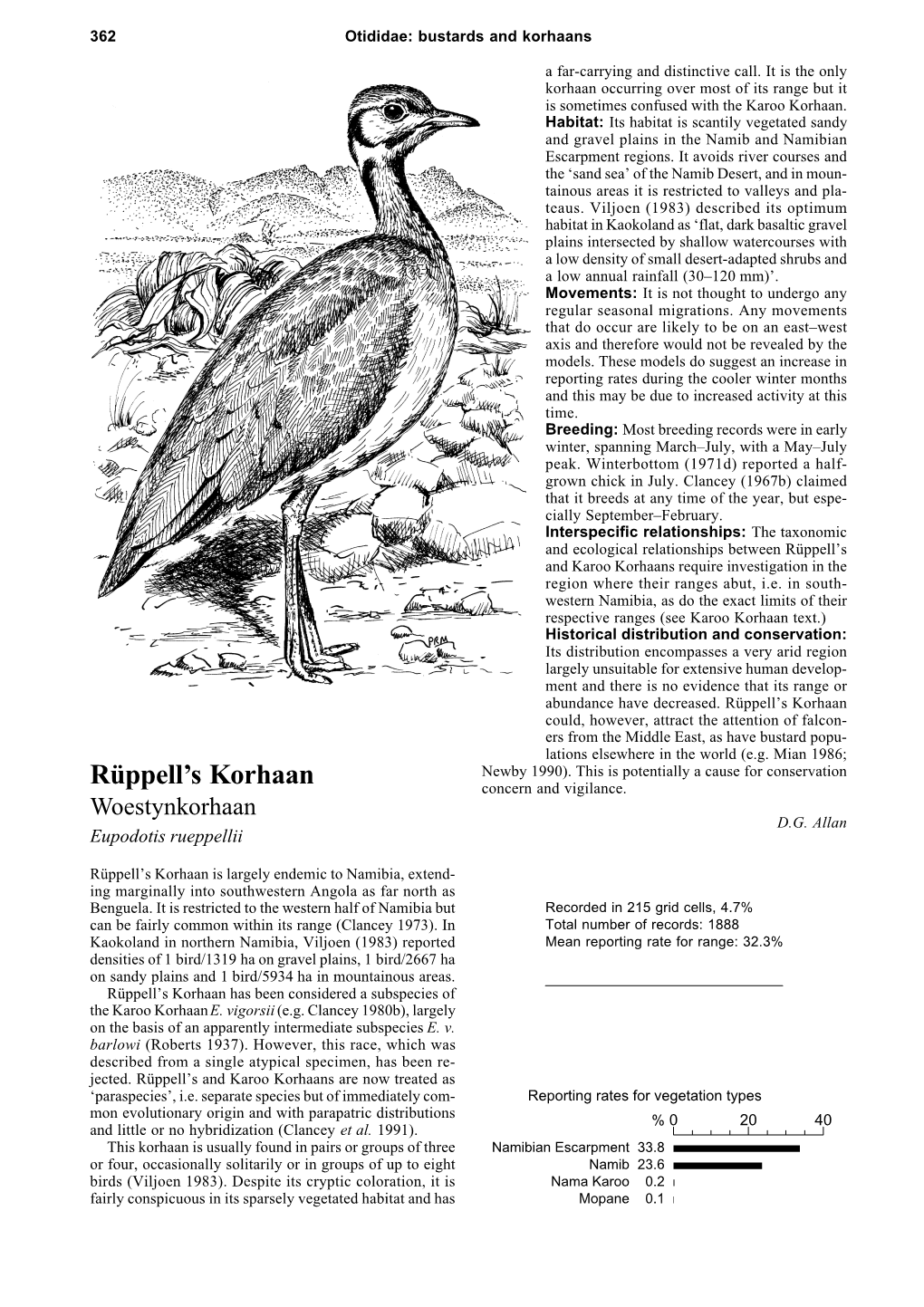 Rüppell's Korhaan