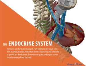 The ENDOCRINE SYSTEM Luteinizinghormones Hormone/Follicle-Stimulating Are Chemical Hormone Messengers