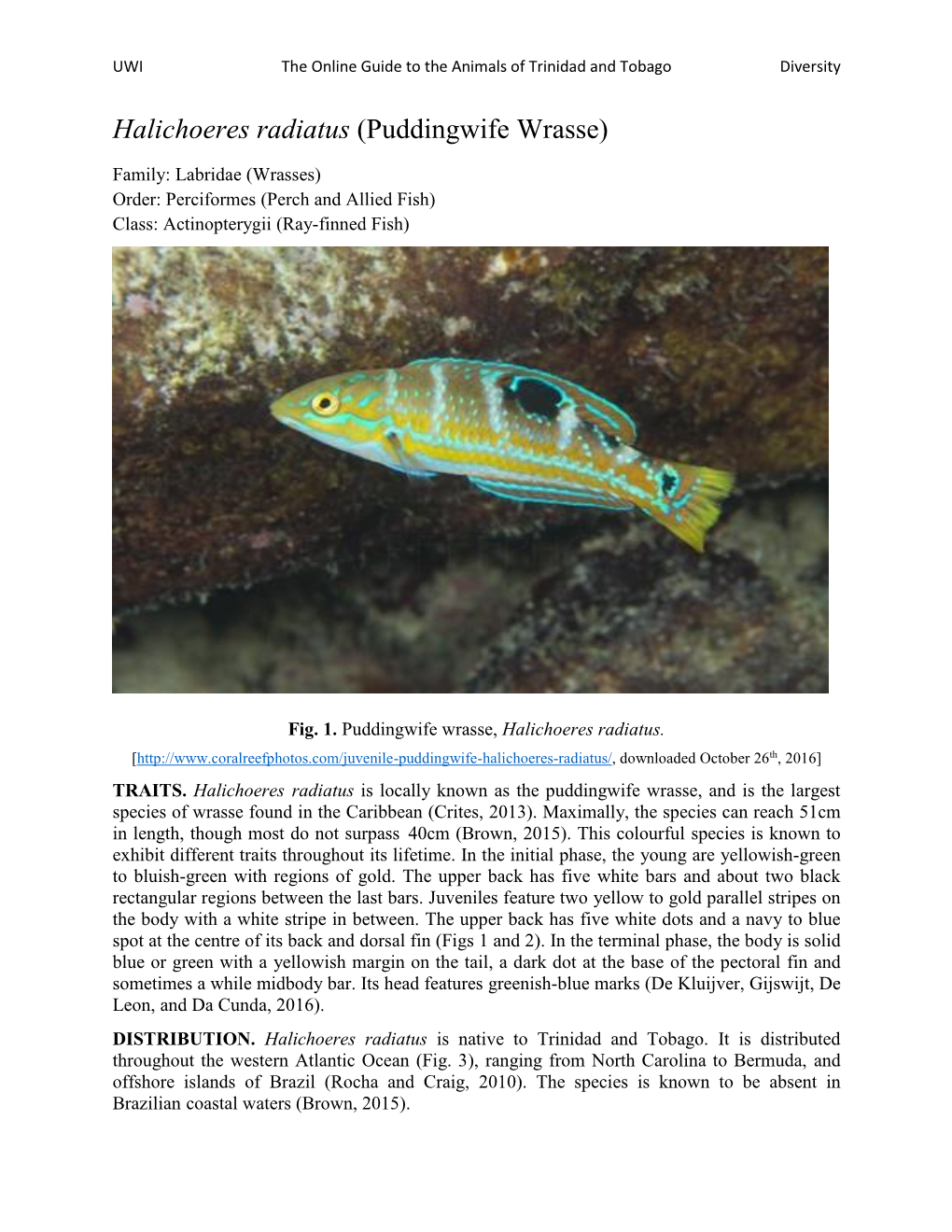 Halichoeres Radiatus (Puddingwife Wrasse)