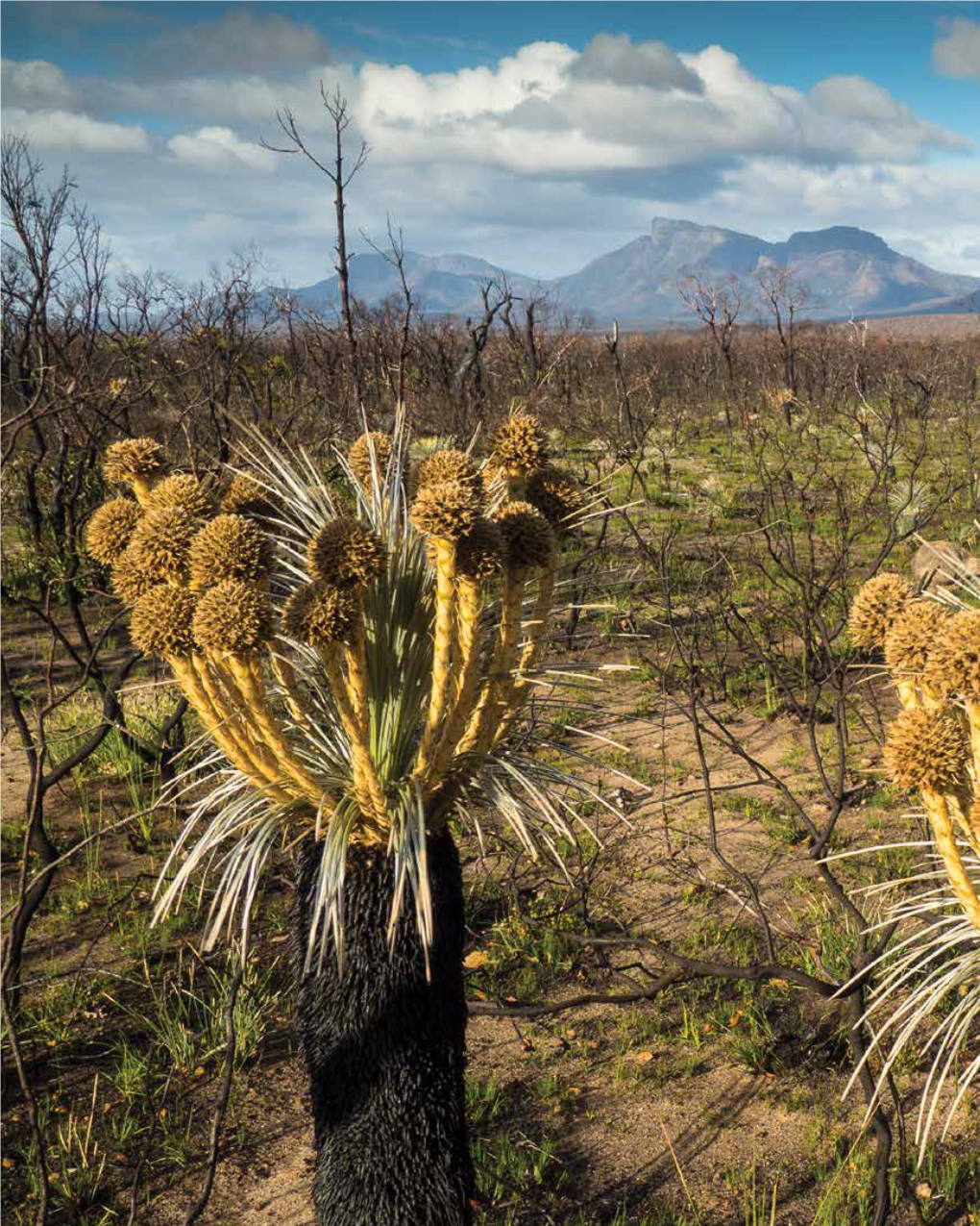 Recovering from Bushfire in a Biodiversity Hotspot