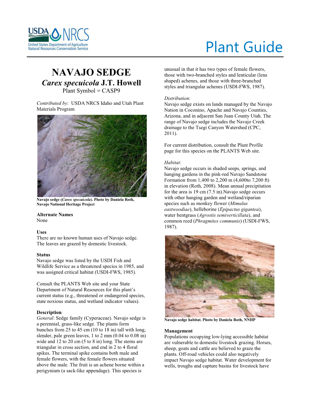 Plant Guide for Navajo Sedge (Carex Specuicola)