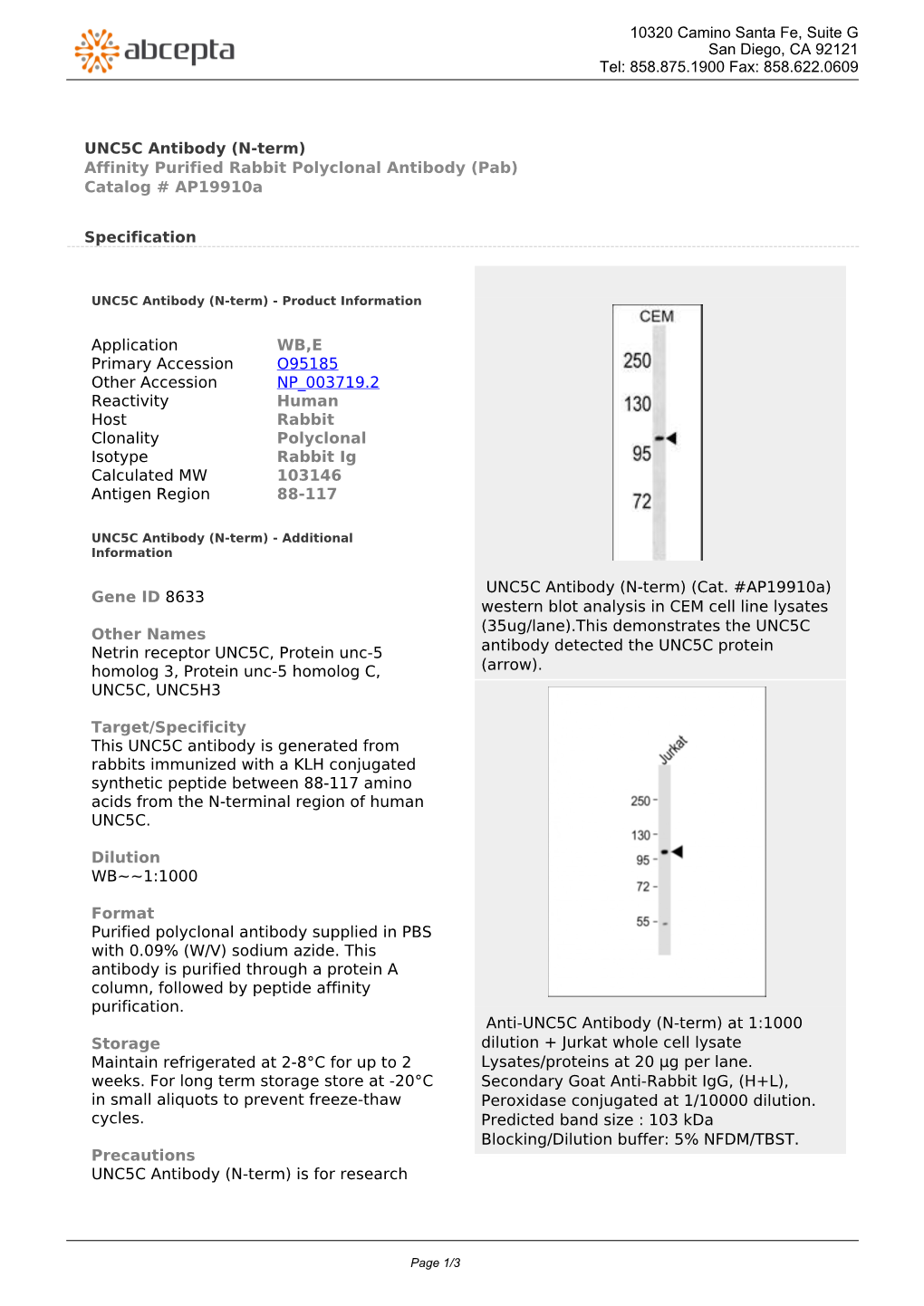 UNC5C Antibody (N-Term) Affinity Purified Rabbit Polyclonal Antibody (Pab) Catalog # Ap19910a