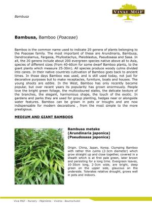 Bambusa, Bamboo (Poaceae)