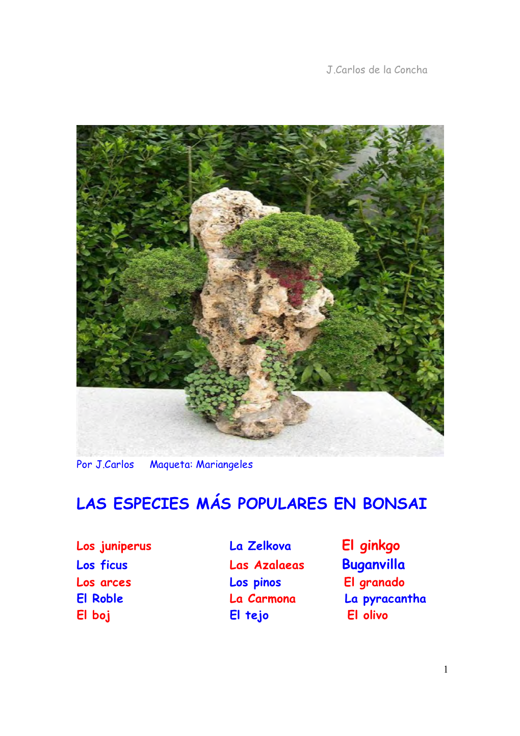 Las Especies Más Populares En Bonsai