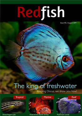 The King of Freshwater Keeping Discus, We Show You How!