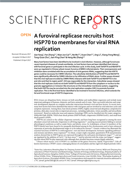 A Furoviral Replicase Recruits Host HSP70 to Membranes for Viral RNA