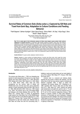 Survival Rates of Common Sole (Solea Solea L.) Captured by Gill Nets and Trawl from İzmir Bay; Adaptation to Culture Conditions and Feeding Behavior