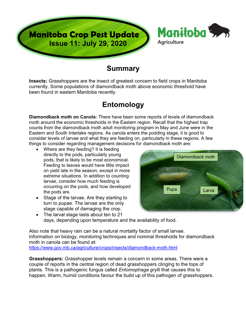 Manitoba Crop Pest Update Issue 11: July 29, 2020