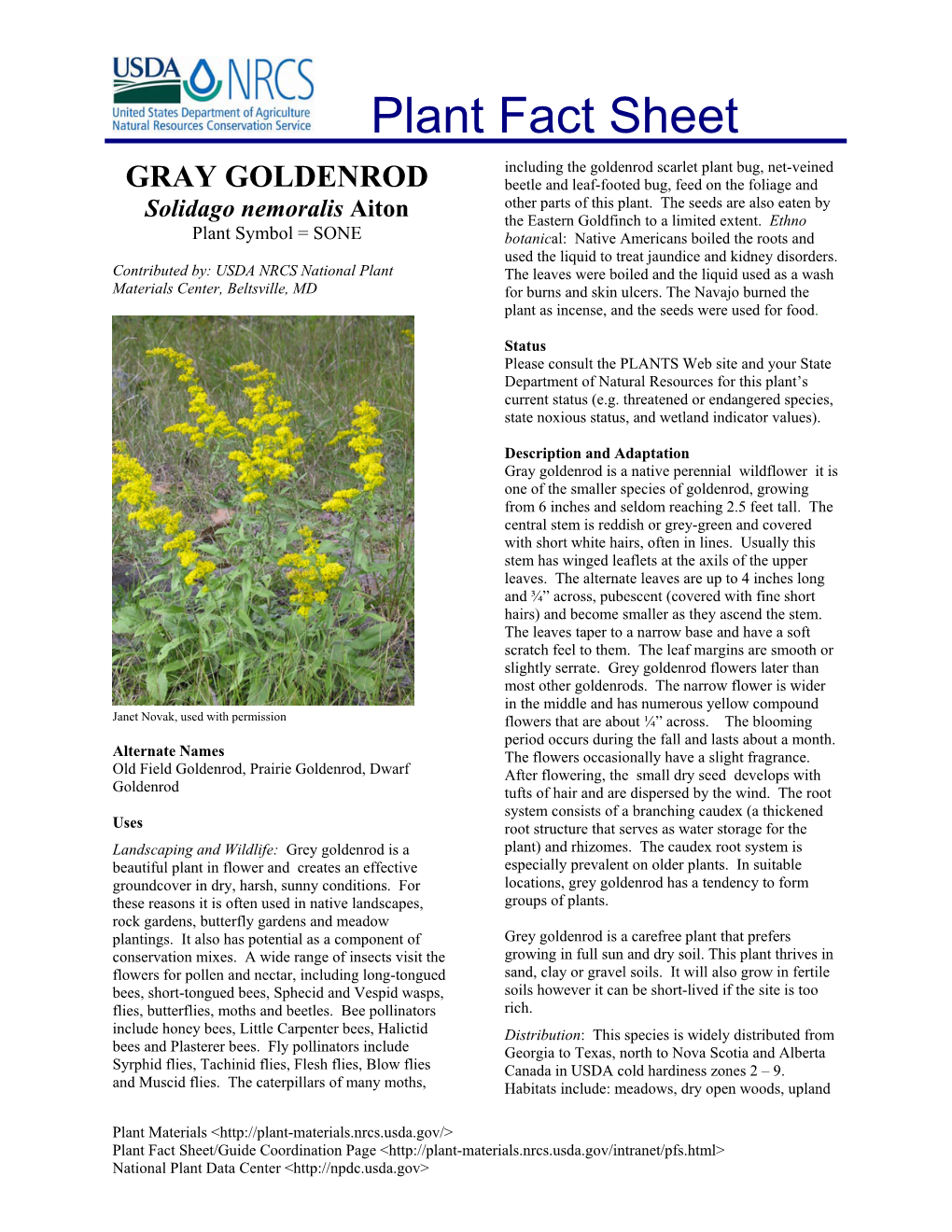Gray Goldenrod (Solidago Nemoralis)