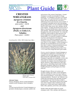 Crested Wheatgrass Is Usually Recommended for Forage WHEATGRASS Production