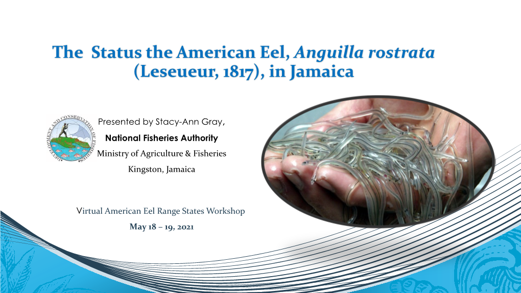 The Status the American Eel, Anguilla Rostrata (Leseueur, 1817), in Jamaica