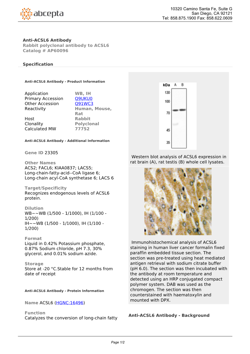 Anti-ACSL6 Antibody Rabbit Polyclonal Antibody to ACSL6 Catalog # AP60096