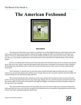 The American Foxhound