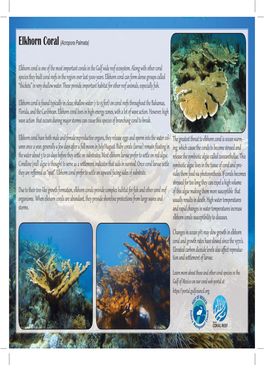 Elkhor Coral Is One of the Most Impor Ant Corals in the Gulf Wide Reef