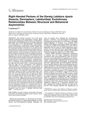 Right-Handed Penises of the Earwig Labidura Riparia (Insecta, Dermaptera, Labiduridae): Evolutionary Relationships Between Structural and Behavioral Asymmetries